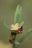 Polygonum aviculare. Верхушка цветущего побега. Саратов, Октябрьское ущелье. 27.09.2014.