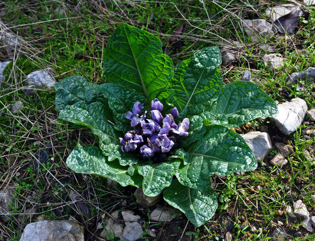 Image of Mandragora autumnalis specimen.