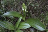 Himantoglossum robertianum. Вегетирующее и расцветающее растения (гипохромная форма?). Испания, автономное сообщество Каталония, провинция Жирона, комарка Баш Эмпорда, муниципалитет Тороэлья-де-Монгри, юго-восточный сектор плато Монтанья Гран, открытый участок в разрежённых зарослях кустарников (гарриге). 27.01.2019.