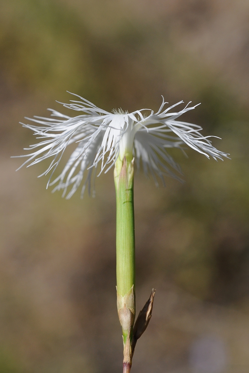 Image of Dianthus superbus specimen.