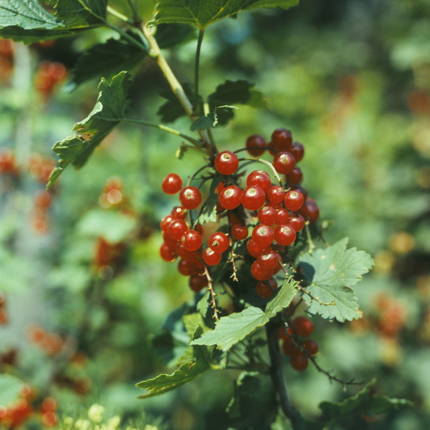 Изображение особи Ribes rubrum.