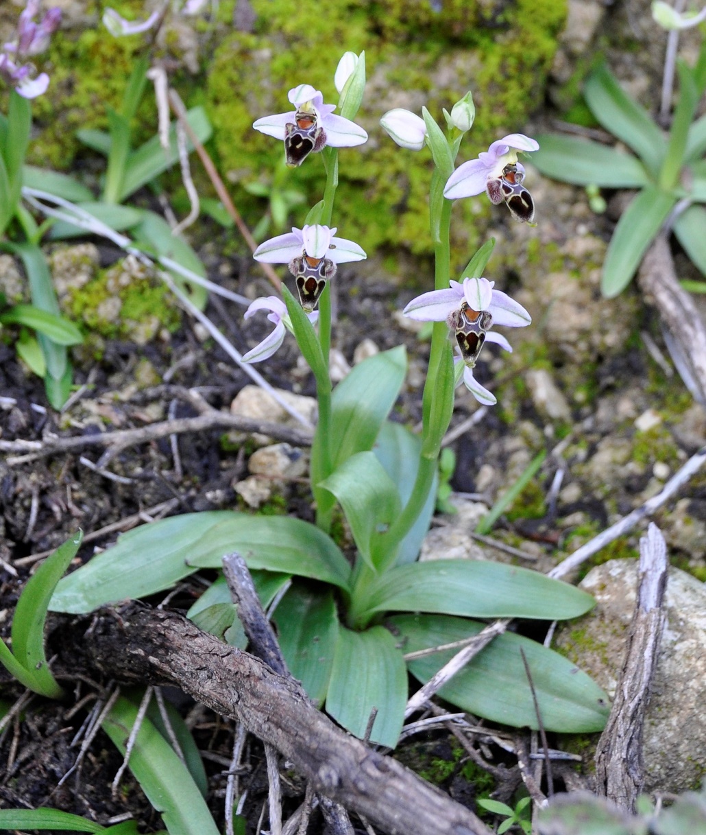 Изображение особи Ophrys lapethica.