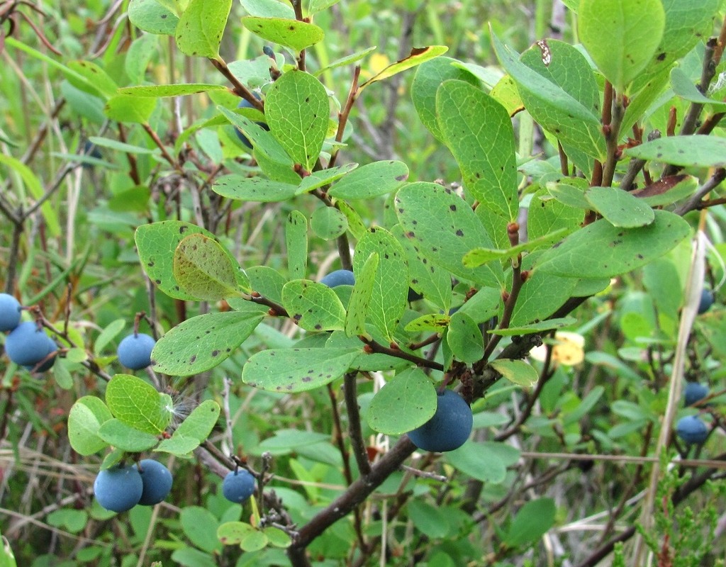 Изображение особи Vaccinium uliginosum.