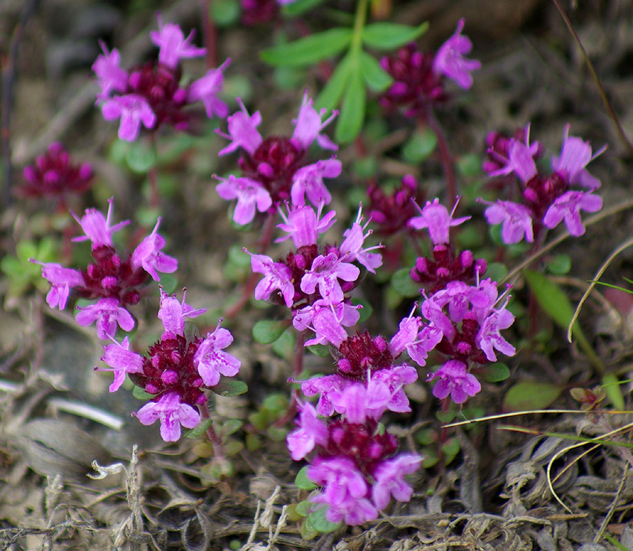 Изображение особи Thymus reverdattoanus.