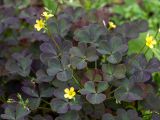 genus Oxalis