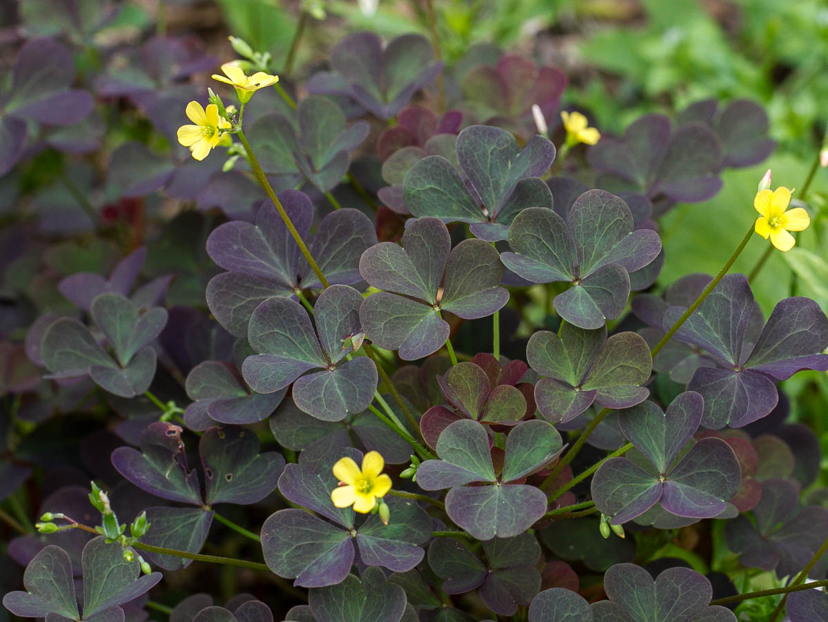 Изображение особи род Oxalis.