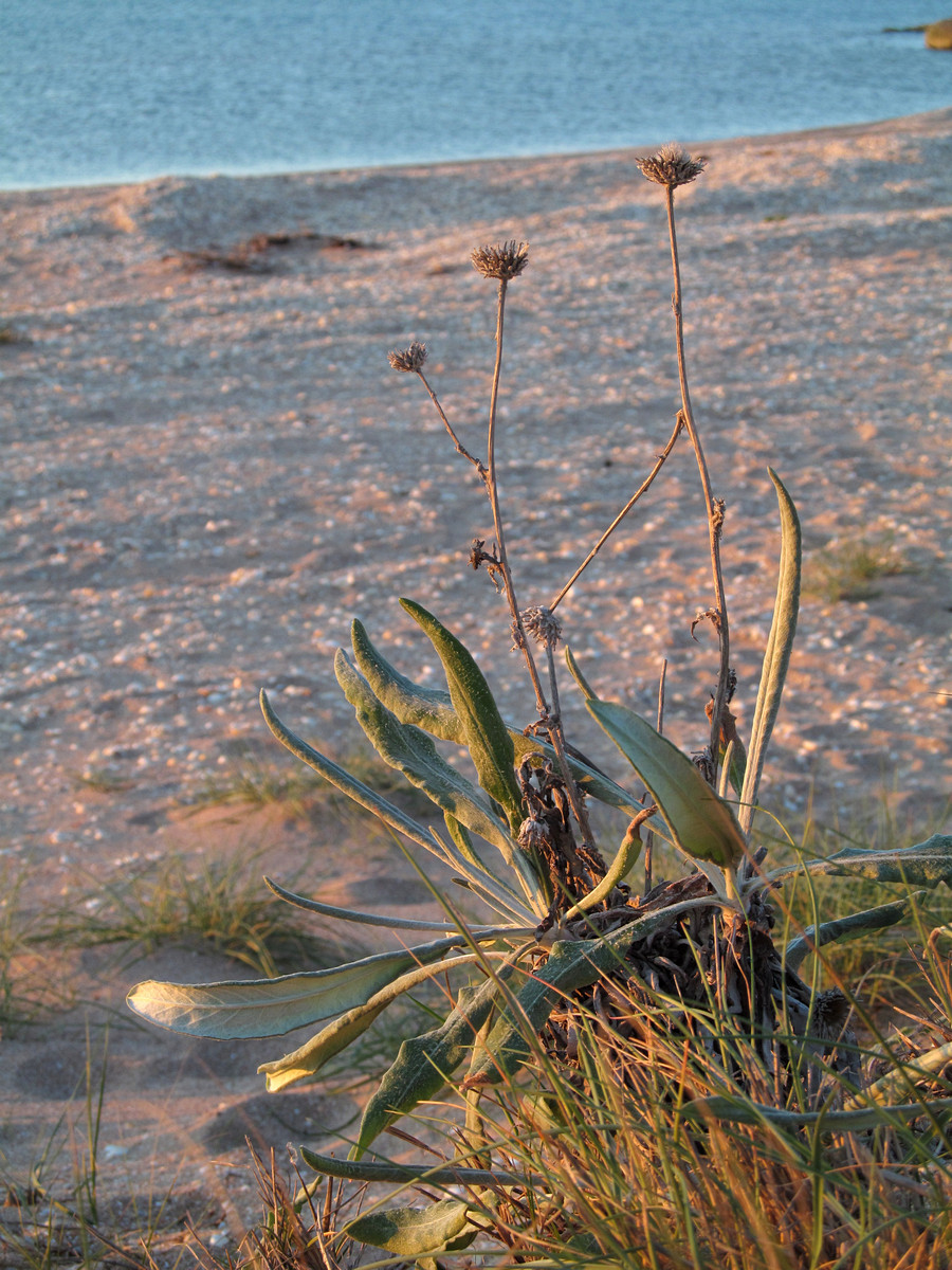 Image of Jurinea longifolia specimen.