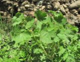 Geranium rotundifolium. Верхушка цветущего растения. Дагестан, Сулейман-Стальский р-н, окр. с. Касумкент, берег реки. 27.04.2019.