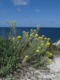 Alyssum kotovii