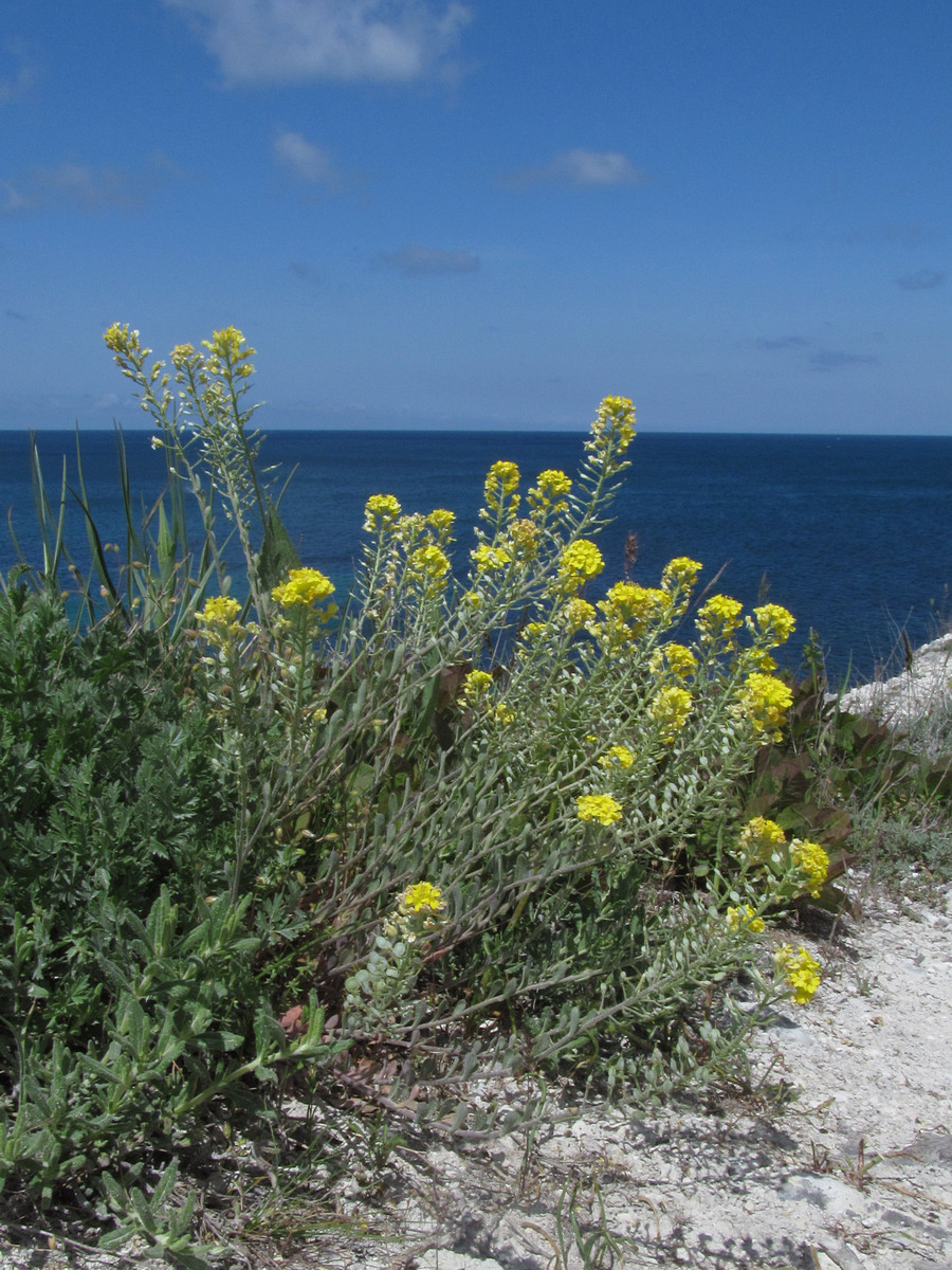 Image of Alyssum kotovii specimen.