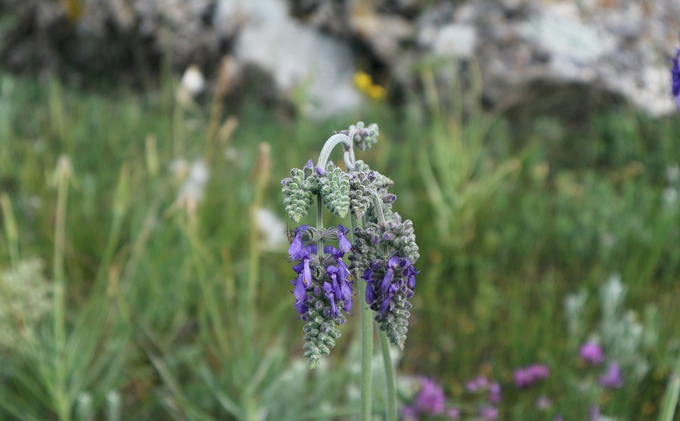 Image of Salvia nutans specimen.