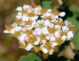 Spiraea trilobata. Соцветие с завязавшимися плодами. Республика Алтай, Чемальский район, правый берег реки Катунь, скалы. 19.06.2010.