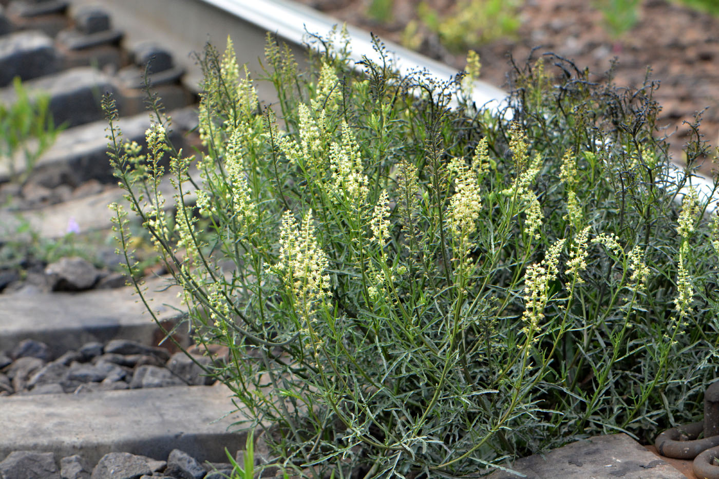 Image of Reseda lutea specimen.