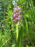 Dactylorhiza incarnata. Верхушка цветущего растения. Казахстан, Южный Алтай, подножье хр. Сарымсакты, берёзовый лес на правобережье р. Буркит у выхода из ущелья в окр. с. Топкайын. 23 июня 2019 г.