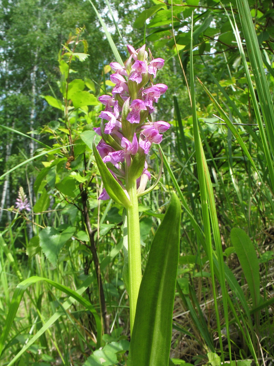 Изображение особи Dactylorhiza incarnata.