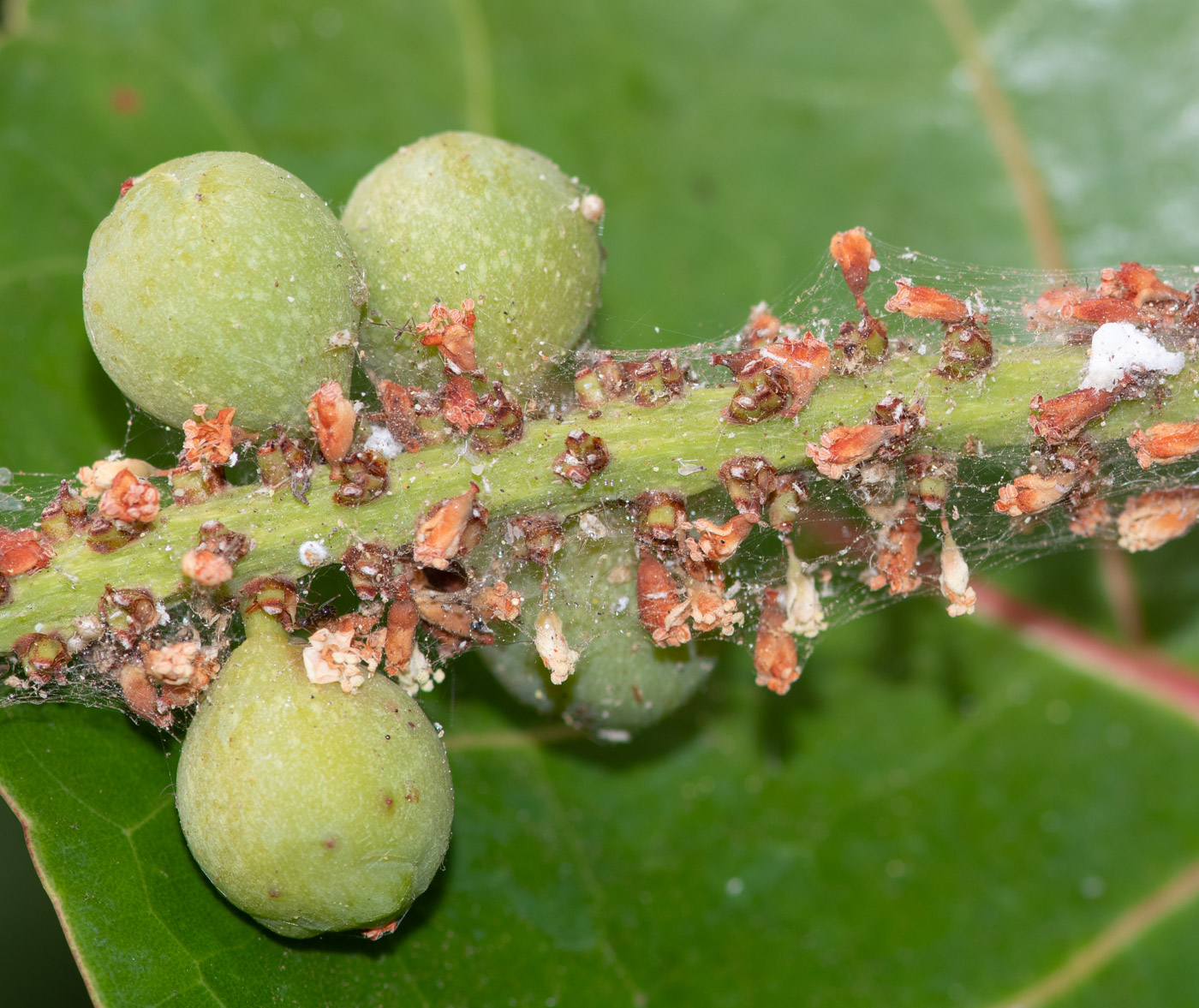 Image of Coccoloba uvifera specimen.