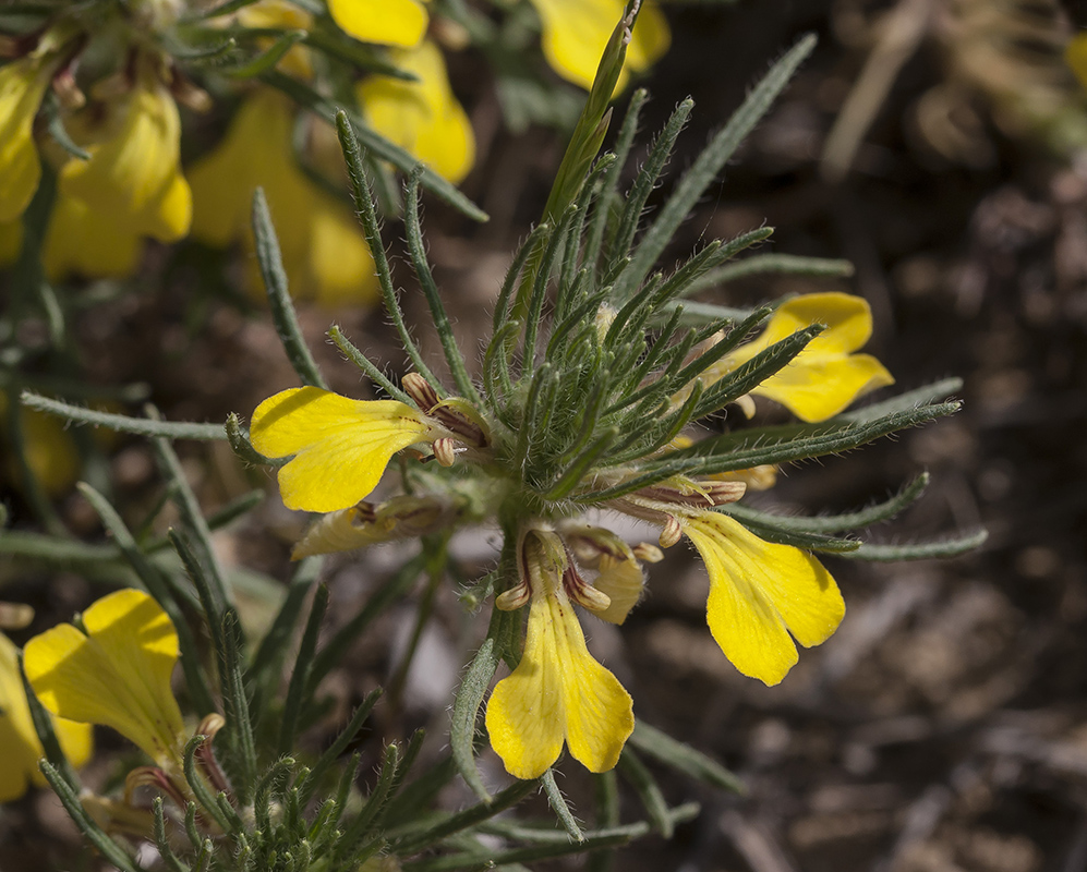 Image of Ajuga glabra specimen.