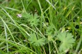 Geranium pusillum