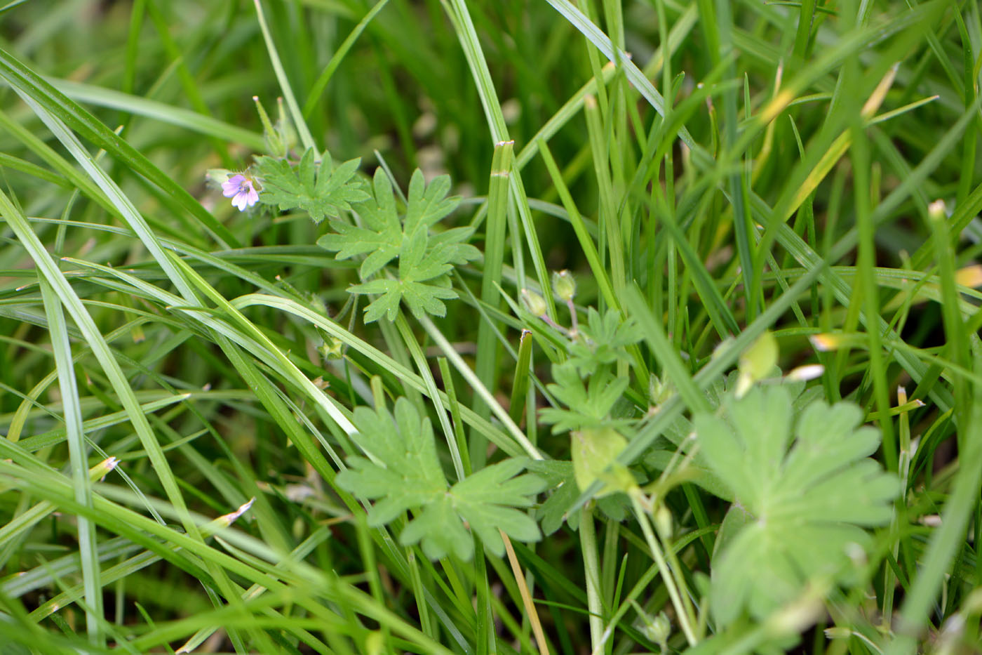 Изображение особи Geranium pusillum.