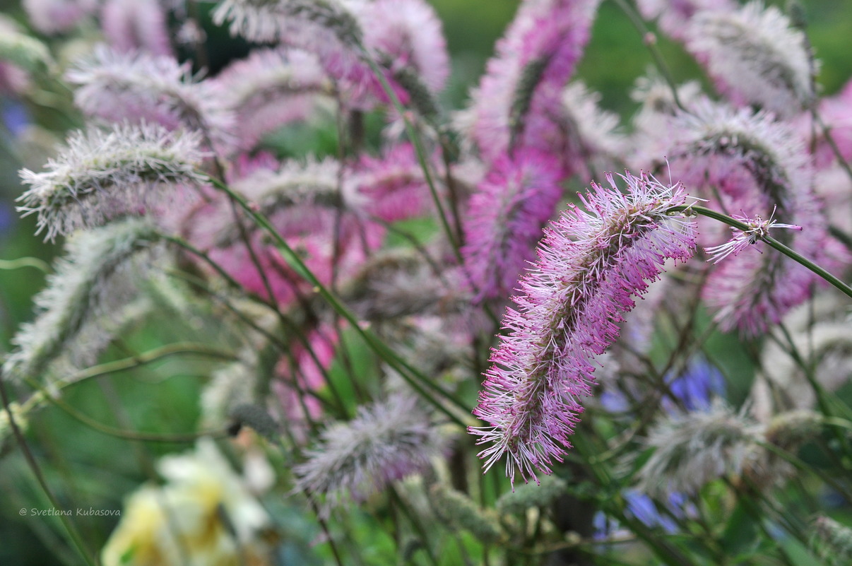 Image of Sanguisorba obtusa specimen.