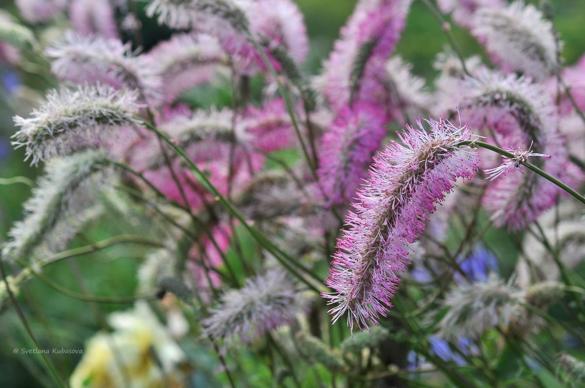 Изображение особи Sanguisorba obtusa.