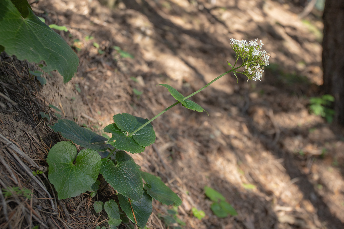 Изображение особи Valeriana tiliifolia.