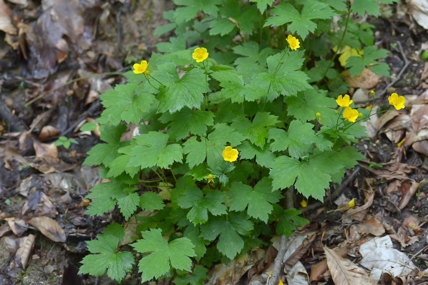 Image of Ranunculus cappadocicus specimen.