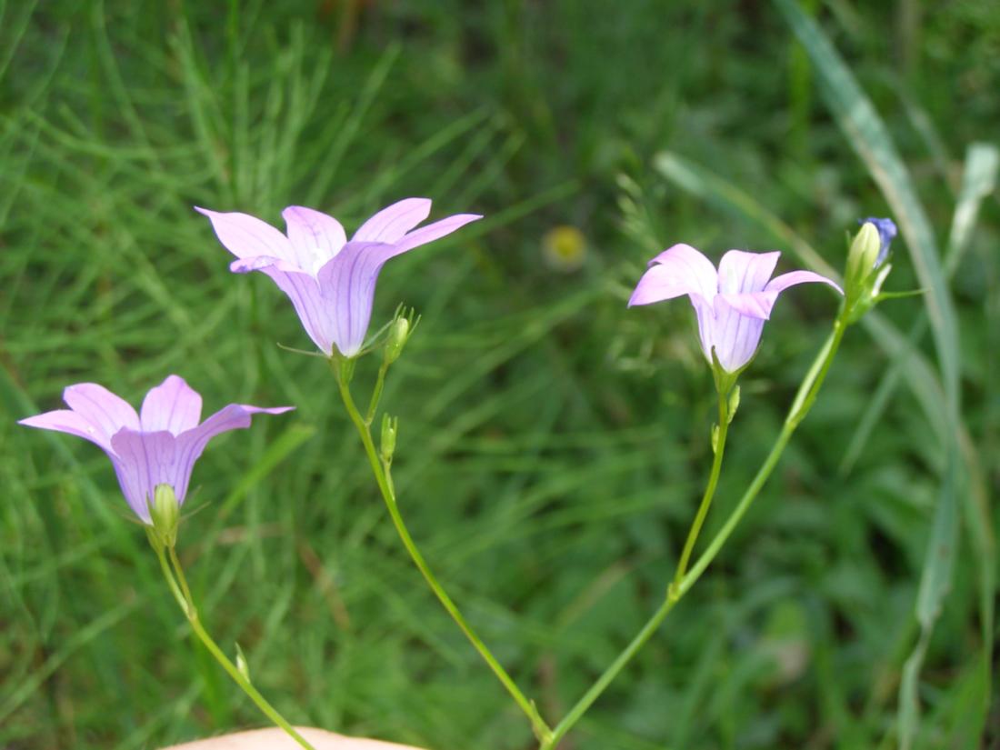 Image of Campanula patula specimen.