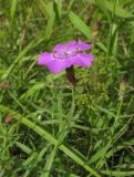 Dianthus chinensis. Верхушки побегов с цветками и бутонами. Приморский край, Хасанский р-н, окр. с. Витязь, луг. 13 сентября 2019 г.