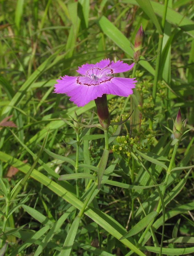 Изображение особи Dianthus chinensis.