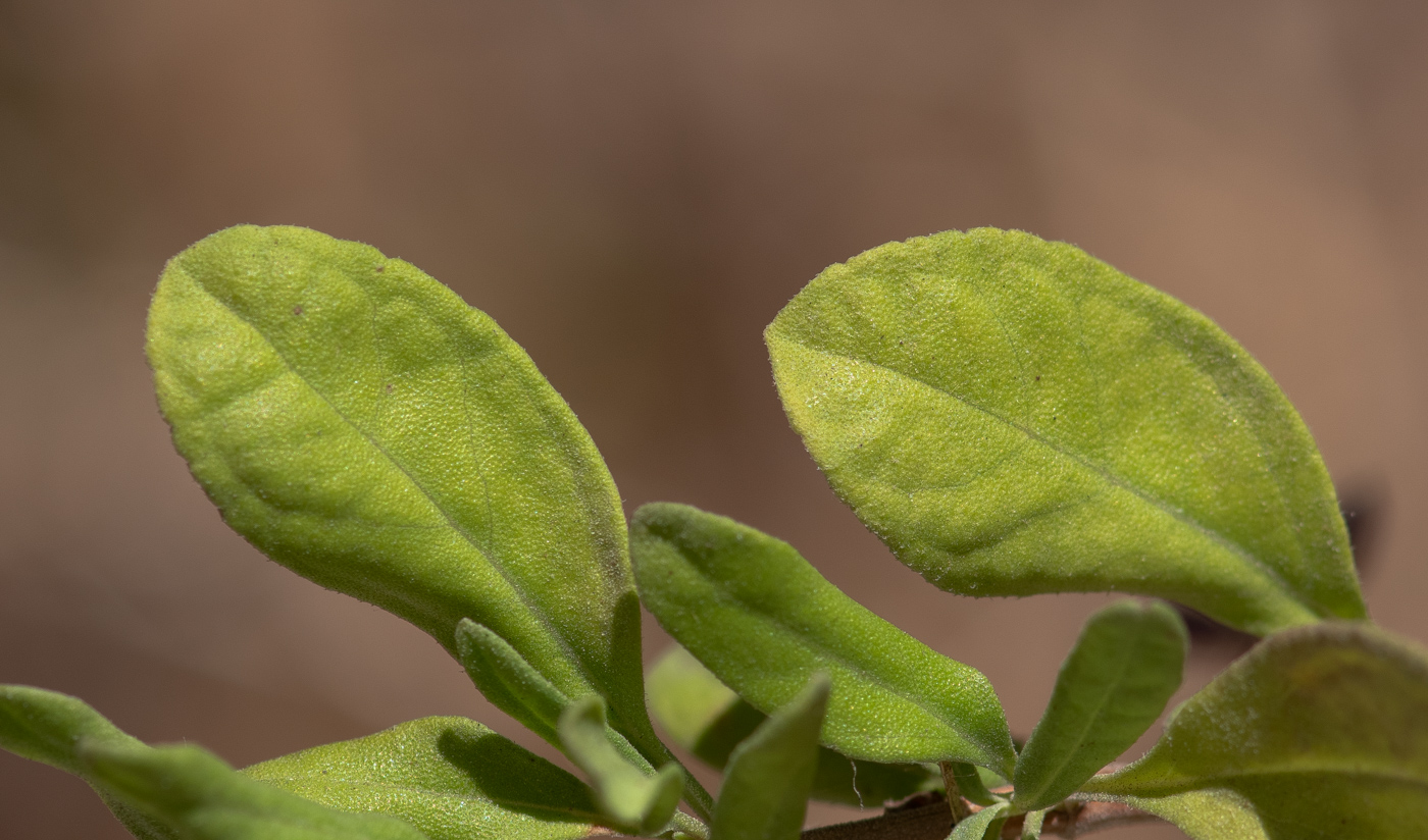 Изображение особи Salvia greggii.