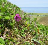 Primula cuneifolia. Цветущие растения. Берингово море, Карагинский зал., о. Верхотурова, тундра. 17.06.2019.