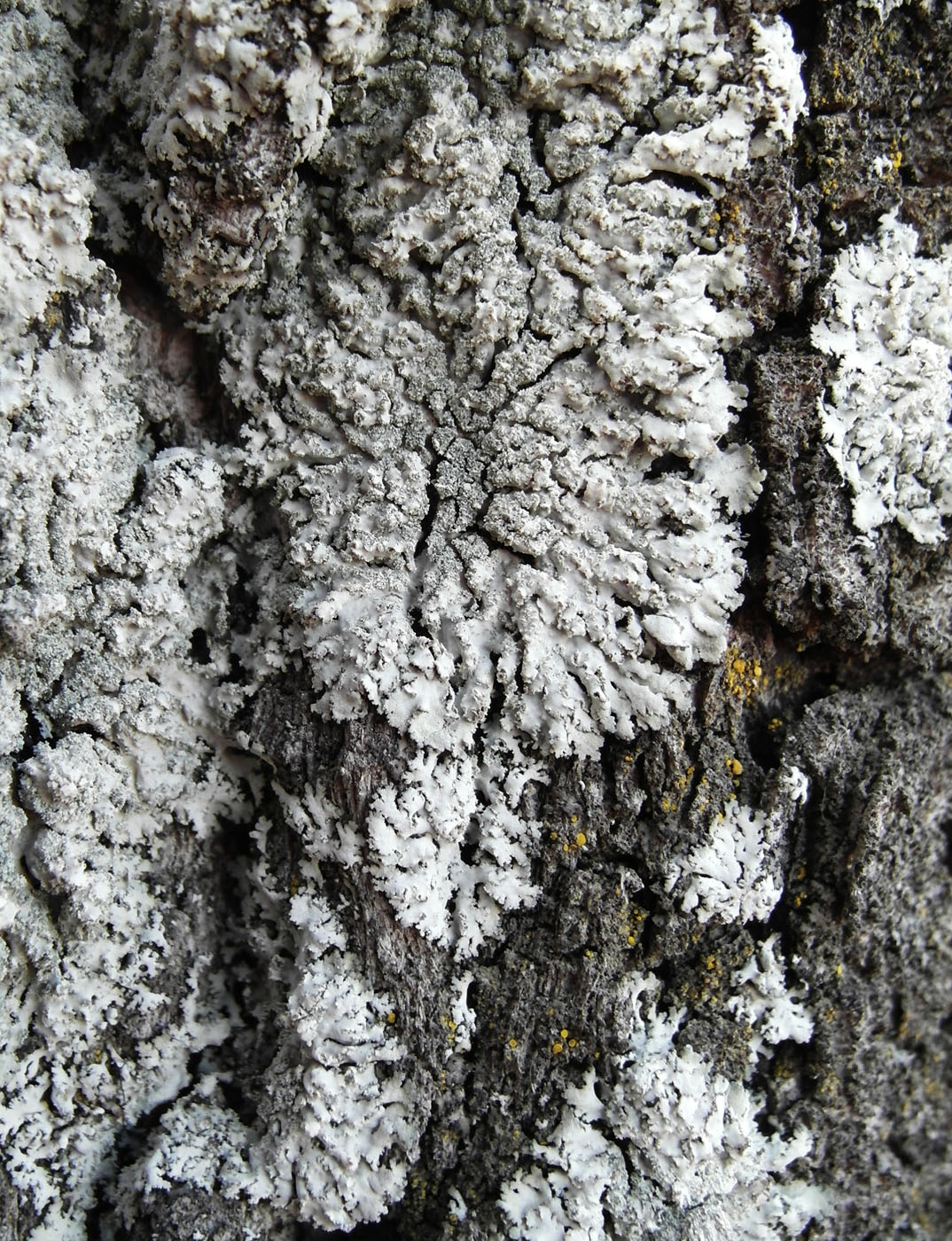 Image of Physcia dimidiata specimen.