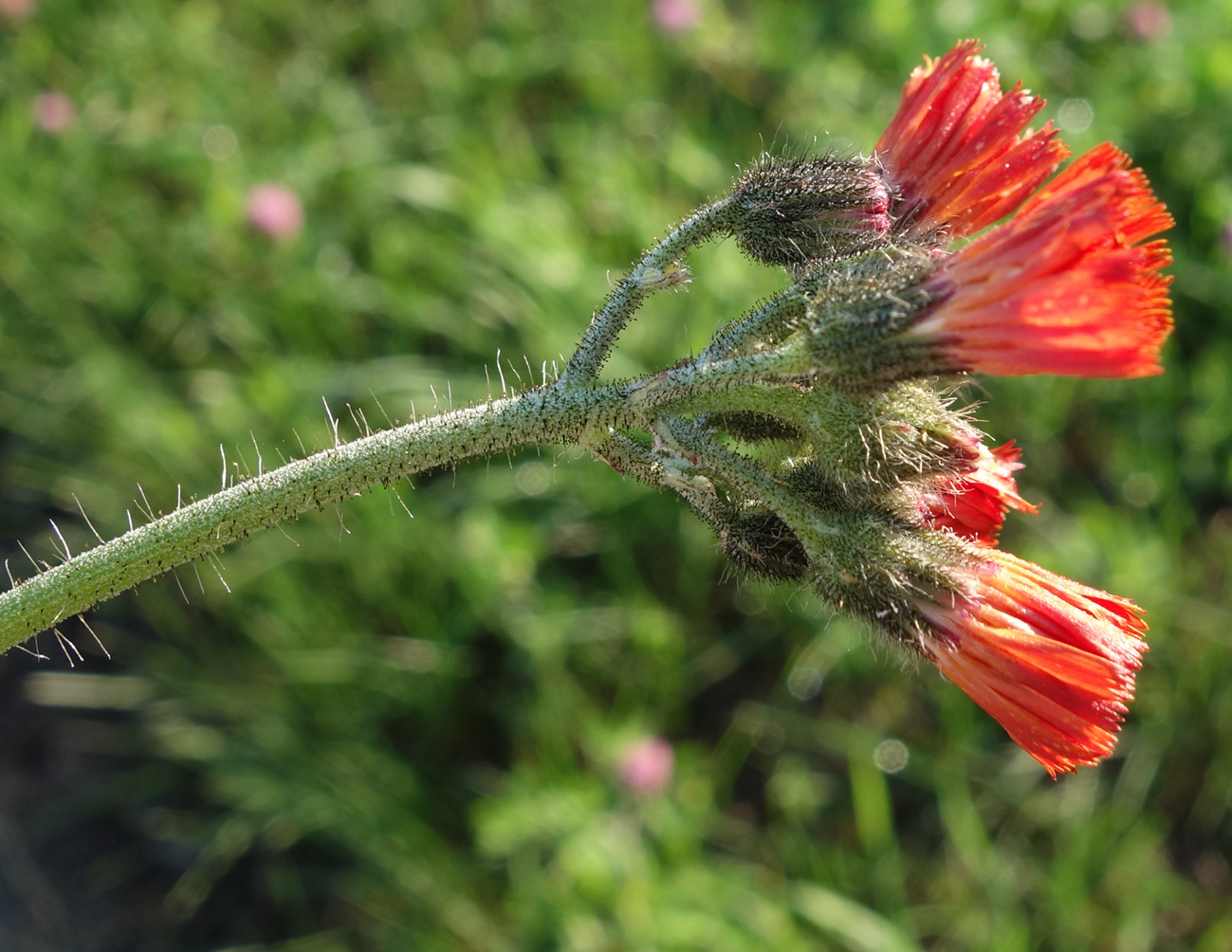 Изображение особи Pilosella aurantiaca.