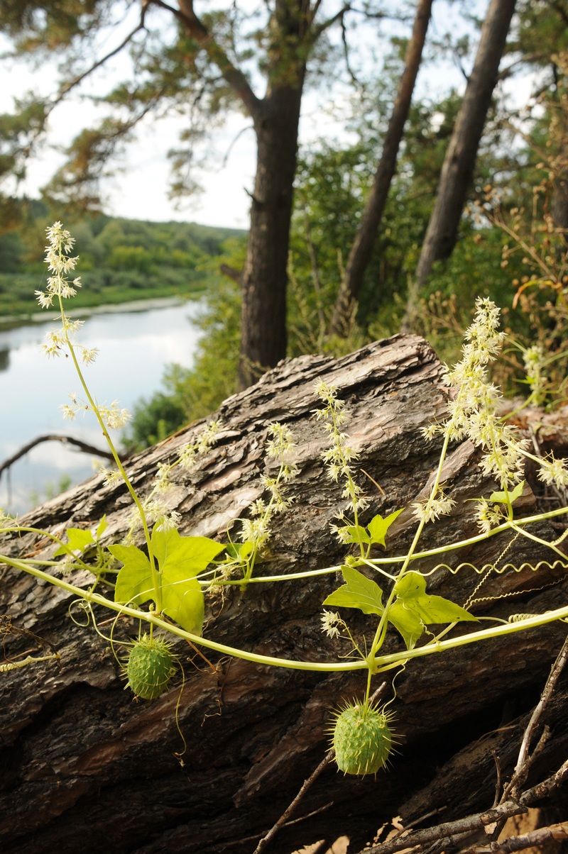 Изображение особи Echinocystis lobata.