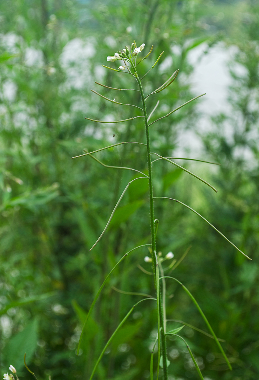 Изображение особи Arabis pendula.