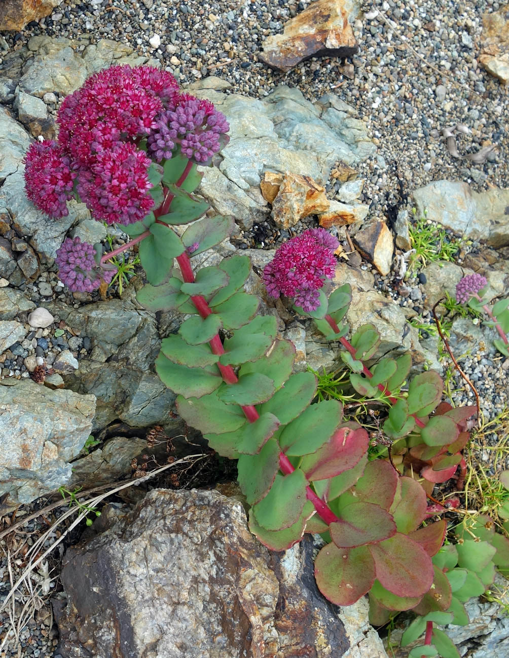 Изображение особи Hylotelephium triphyllum.