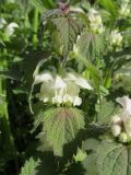 Lamium album