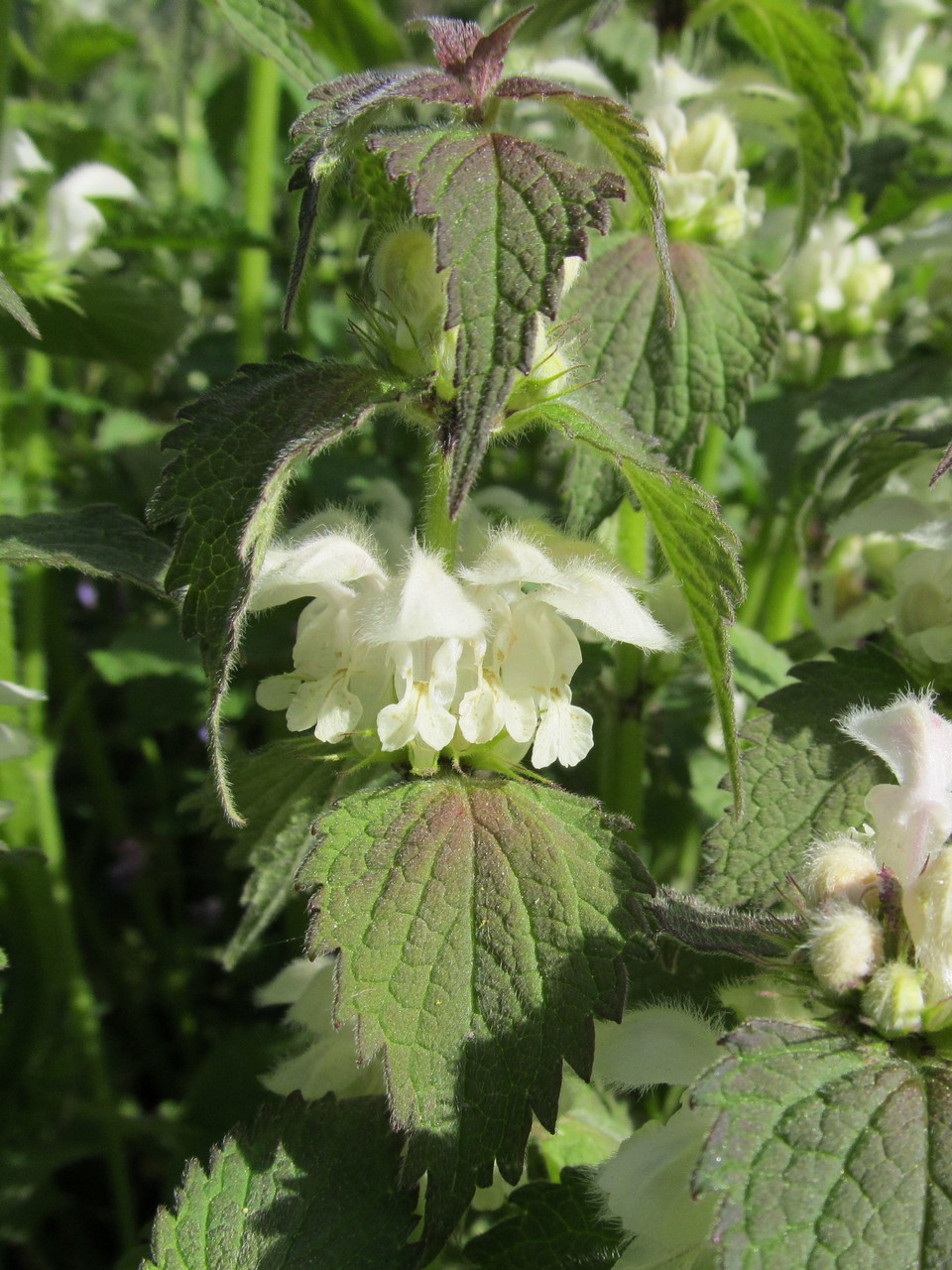 Image of Lamium album specimen.