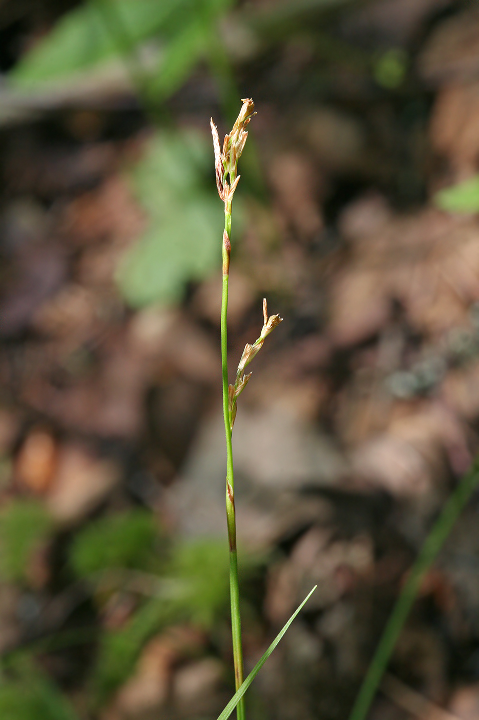 Изображение особи Carex rhizina.