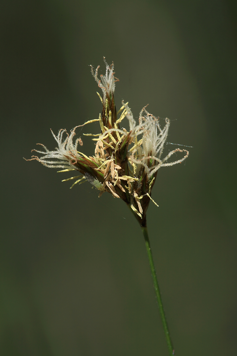 Изображение особи Carex praecox.