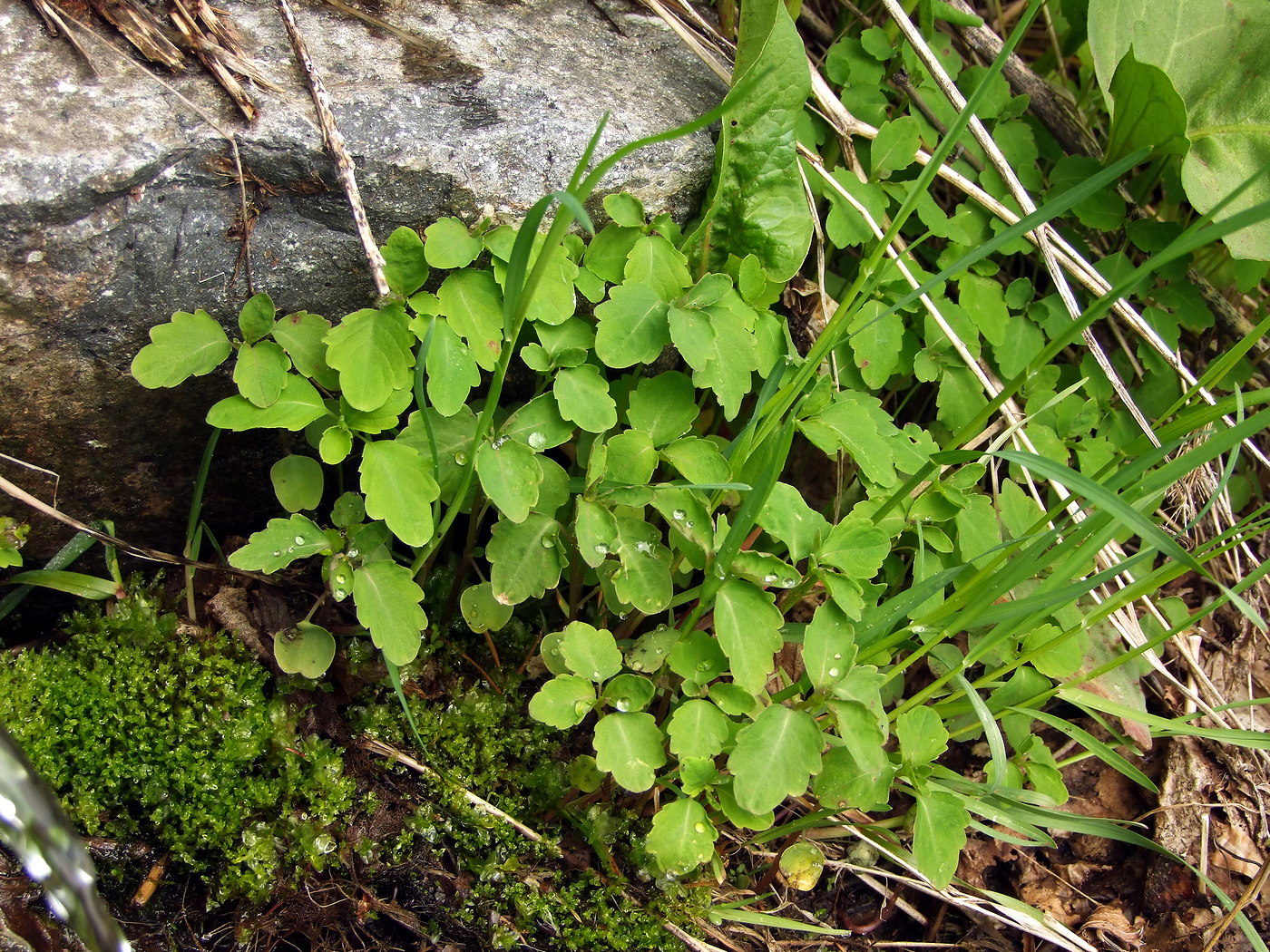 Image of Impatiens noli-tangere specimen.