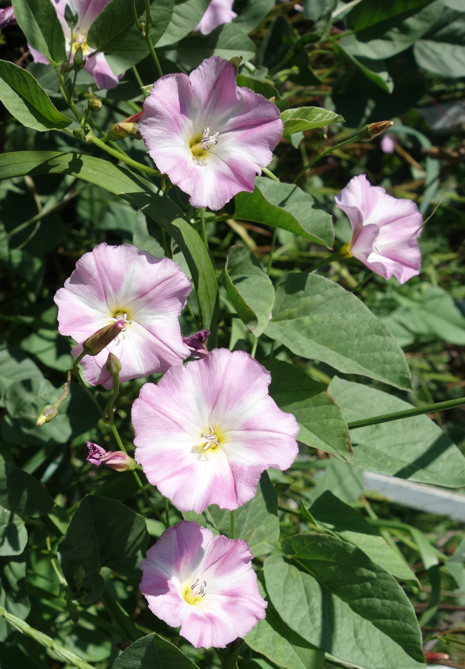 Изображение особи Convolvulus arvensis.