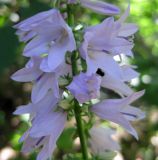 Campanula bononiensis