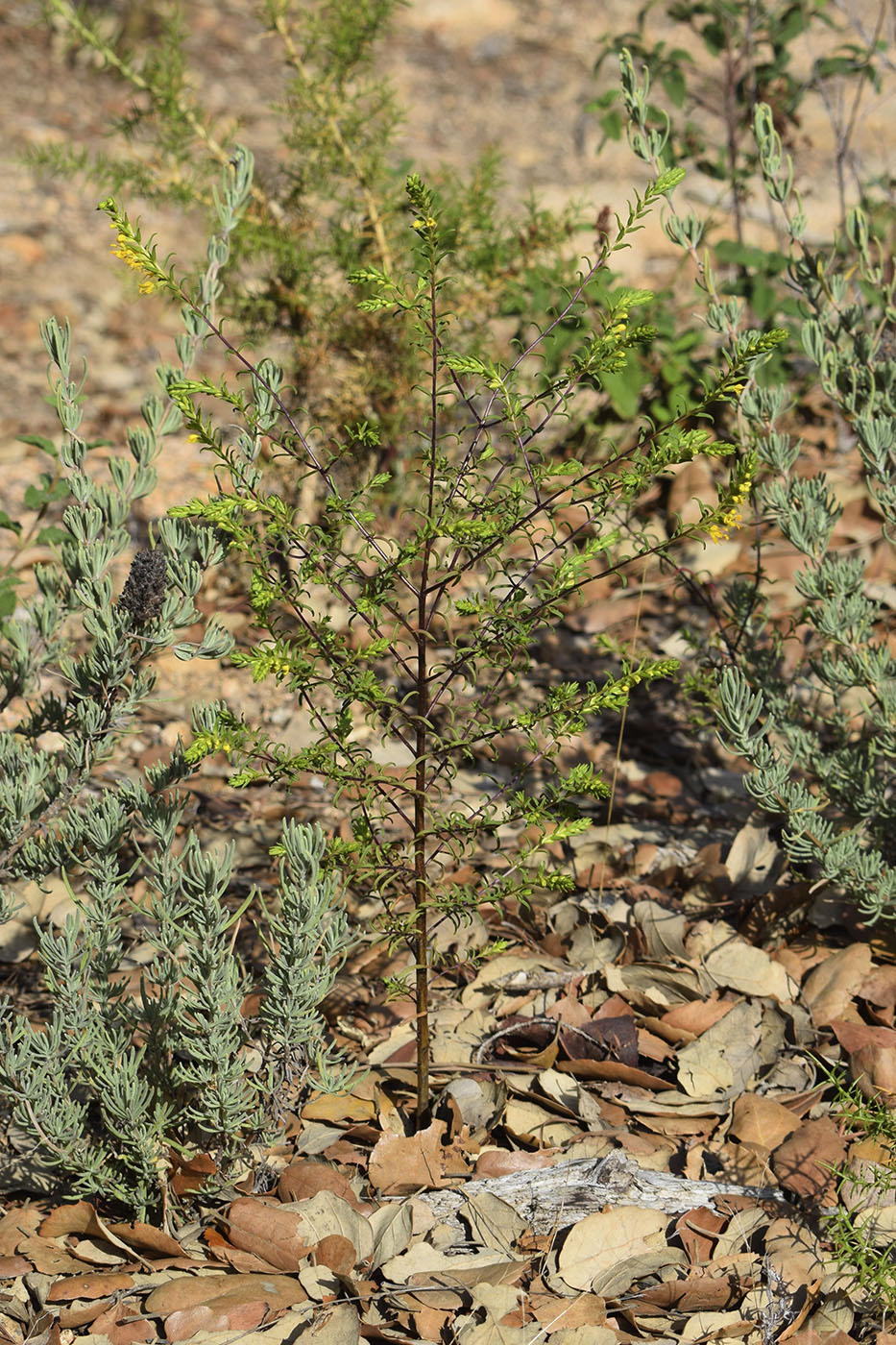 Изображение особи Orthanthella lutea.