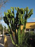 Euphorbia ingens. Цветущее и плодоносящее растение. Испания, Канарские о-ва, Тенерифе, Пуэрто де ла Крус (Puerto de la Cruz), в городском озеленении. 11 марта 2008 г.