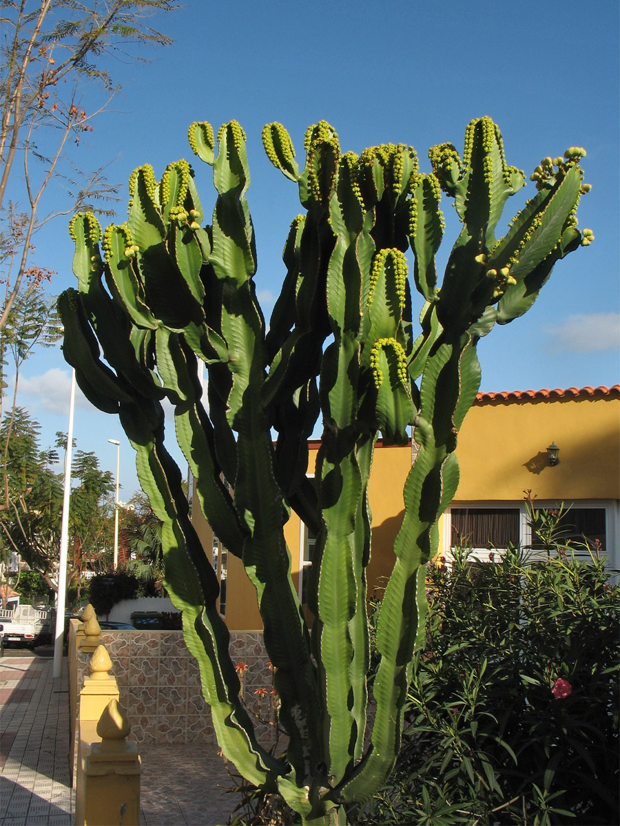 Изображение особи Euphorbia ingens.