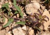 Convolvulus pentapetaloides