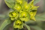 Euphorbia virgata. Часть соцветия. Крым, Бахчисарайский р-н, окр. с. Дачное, фруктовый сад. 14.04.2020.