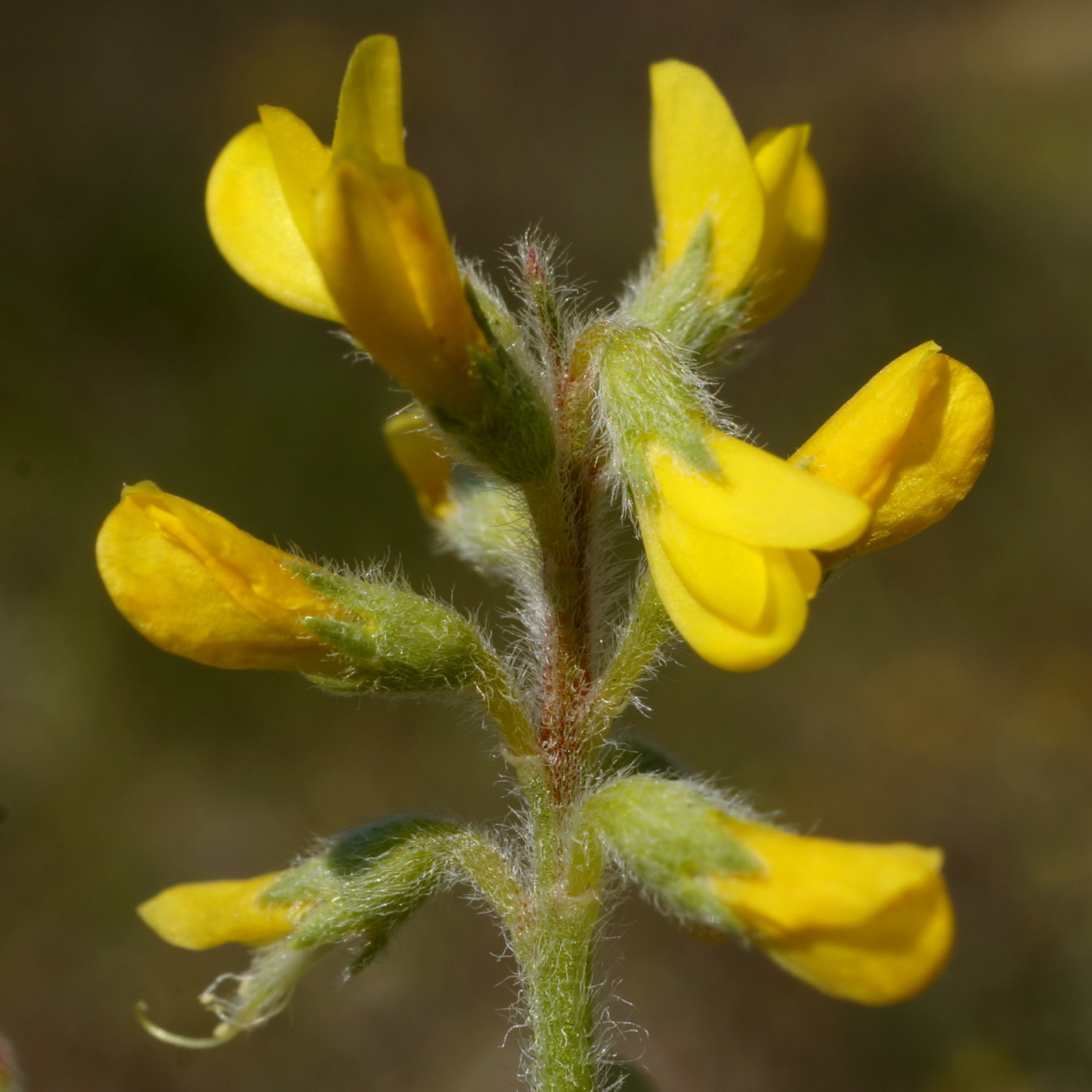 Image of Trigonella spruneriana specimen.